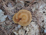 Cortinarius semisanguineus image
