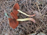 Cortinarius semisanguineus image