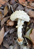 Amanita subcokeri image