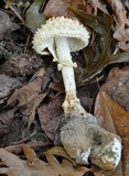 Amanita subcokeri image