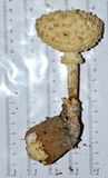 Amanita subcokeri image