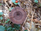 Coltricia perennis image