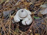 Geastrum triplex image