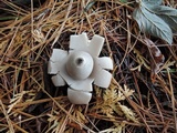 Geastrum triplex image
