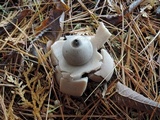 Geastrum triplex image