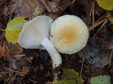 Hygrophorus flavodiscus image