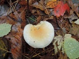 Hygrophorus flavodiscus image