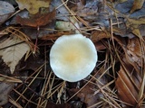 Hygrophorus flavodiscus image