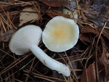 Hygrophorus flavodiscus image