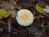 Hygrophorus flavodiscus image