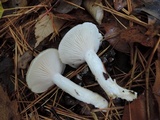 Hygrophorus flavodiscus image