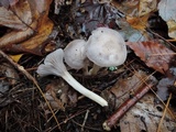 Hygrocybe lacmus image