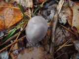 Hygrocybe lacmus image