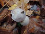 Hygrocybe lacmus image