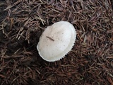 Hygrophorus pusillus image