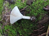 Hygrophorus pusillus image