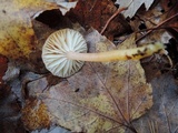 Hygrocybe laeta var. laeta image