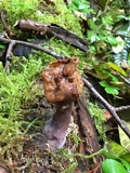Gyromitra infula image