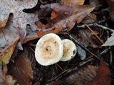 Hygrophorus roseobrunneus image