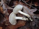 Hygrophorus roseobrunneus image
