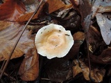 Hygrophorus roseobrunneus image