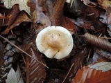 Hygrophorus roseobrunneus image