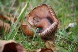 Gomphidius oregonensis image