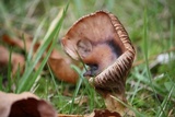 Gomphidius oregonensis image