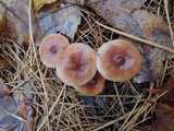 Lactarius oculatus image