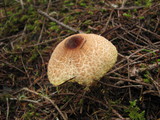 Lepiota magnispora image