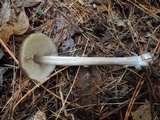 Entoloma hebes image