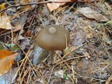 Entoloma hebes image
