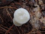 Clitocybe rivulosa image
