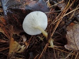 Clitocybe rivulosa image
