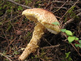 Lepiota magnispora image
