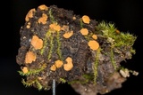 Sphaerosporium lignatile image