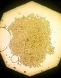 Sphaerosporium lignatile image