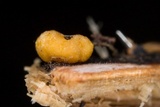 Endogone incrassata image