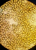 Endogone incrassata image