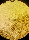Endogone incrassata image
