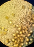 Endogone incrassata image
