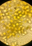 Endogone incrassata image