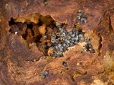Lasiosphaeria ovina image