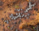 Lasiosphaeria ovina image