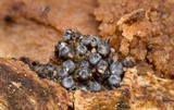 Lasiosphaeria ovina image