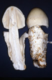 Amanita alba image