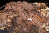 Tomentella neobourdotii image