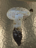 Amanita smithiana image