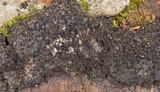 Eutypa limiformis image