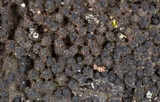 Eutypa limiformis image